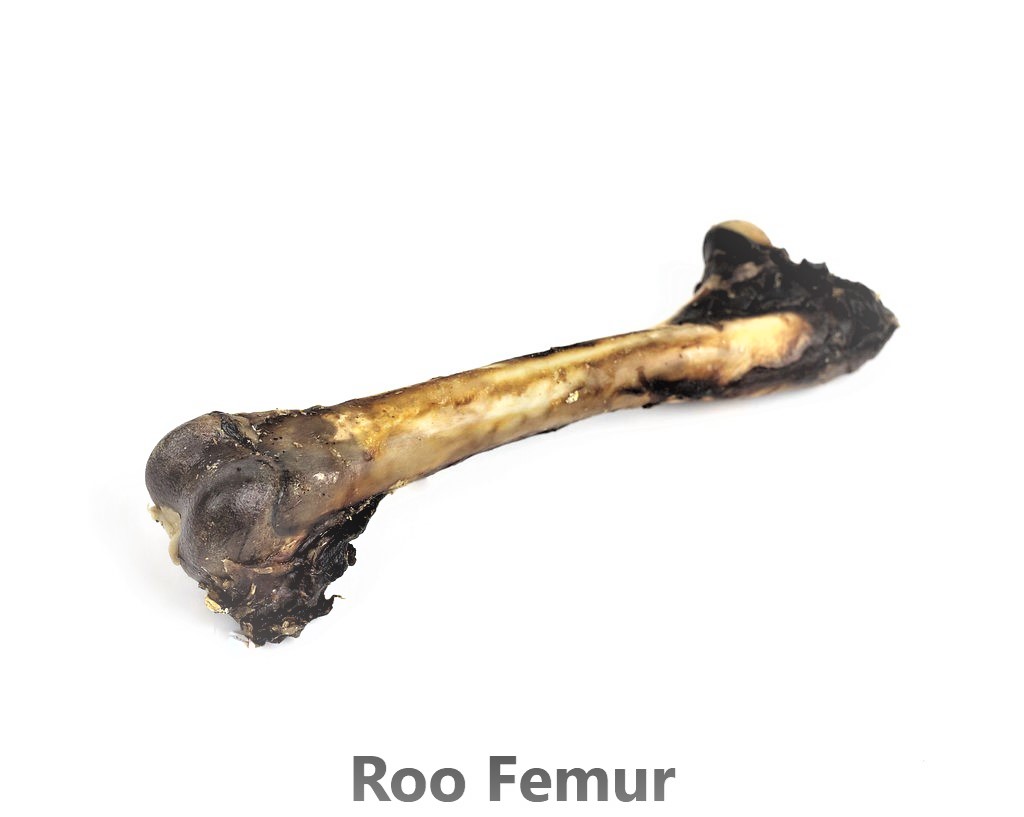 Kangaroo Femur