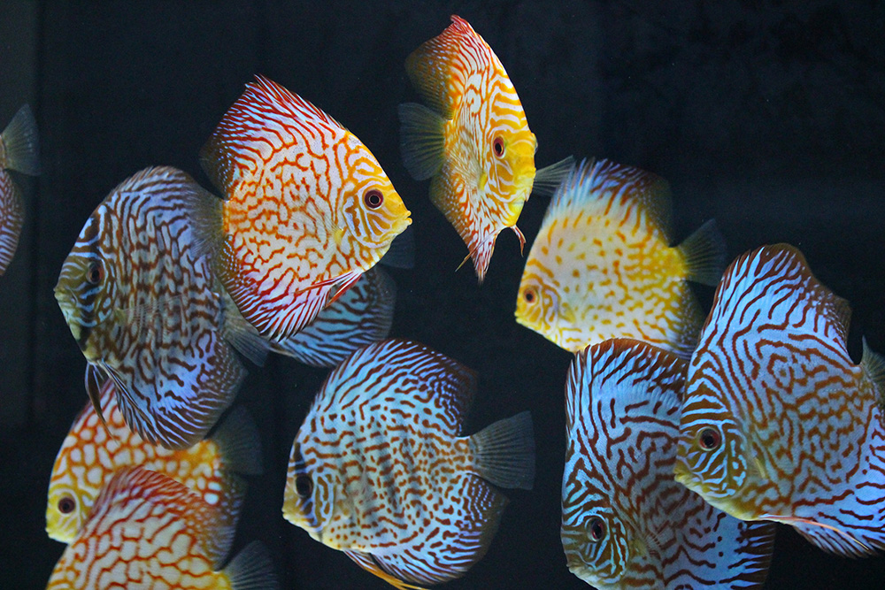 Discus Fish